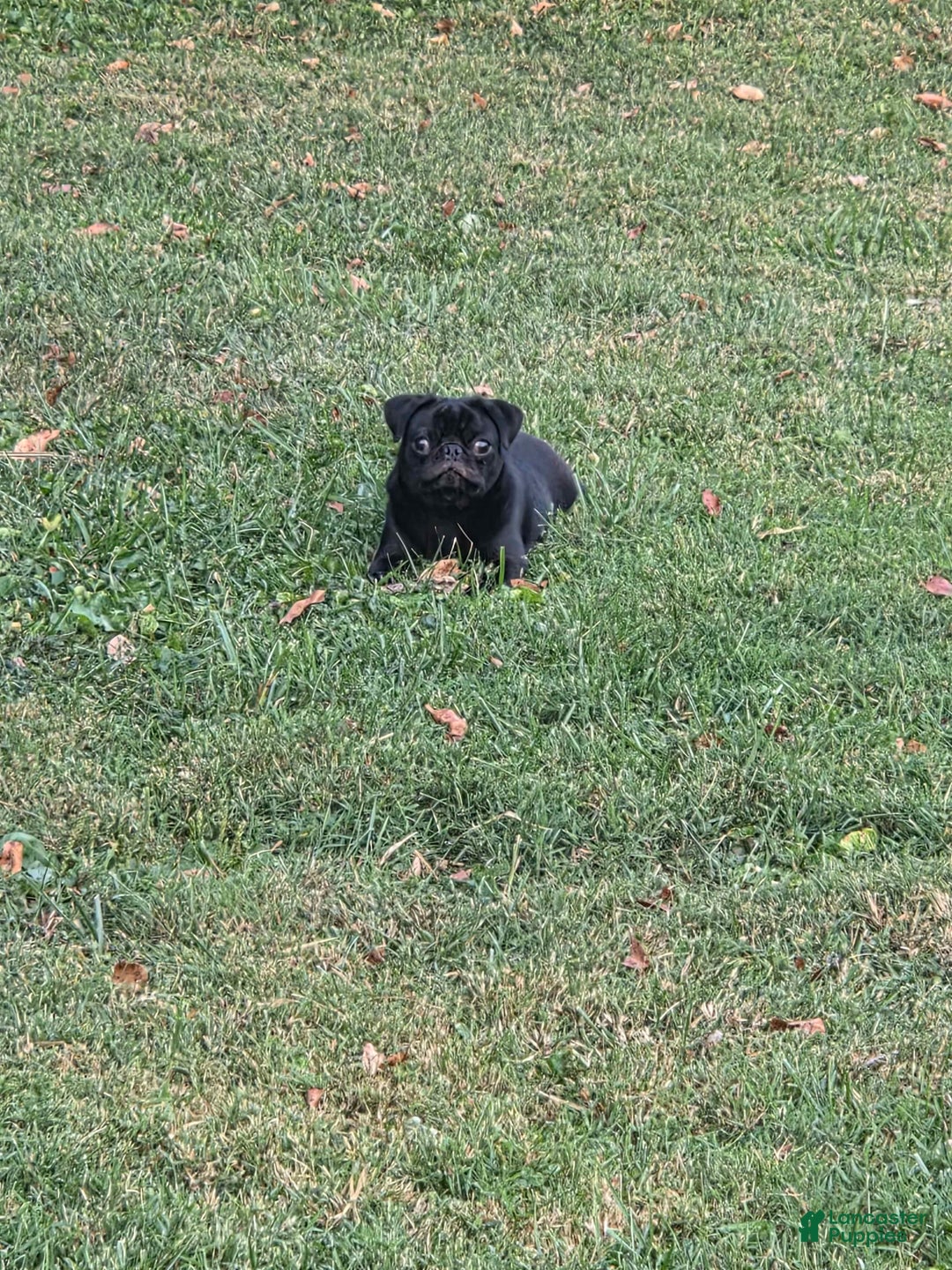 Pug dogs for sale: Fiona - Ad 3