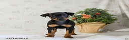 Miniature Pinscher dogs for sale: Domino - Ad 2