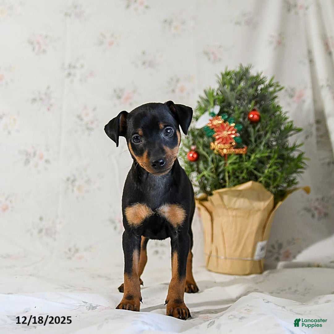 Miniature Pinscher dogs for sale: Domino - Ad 2
