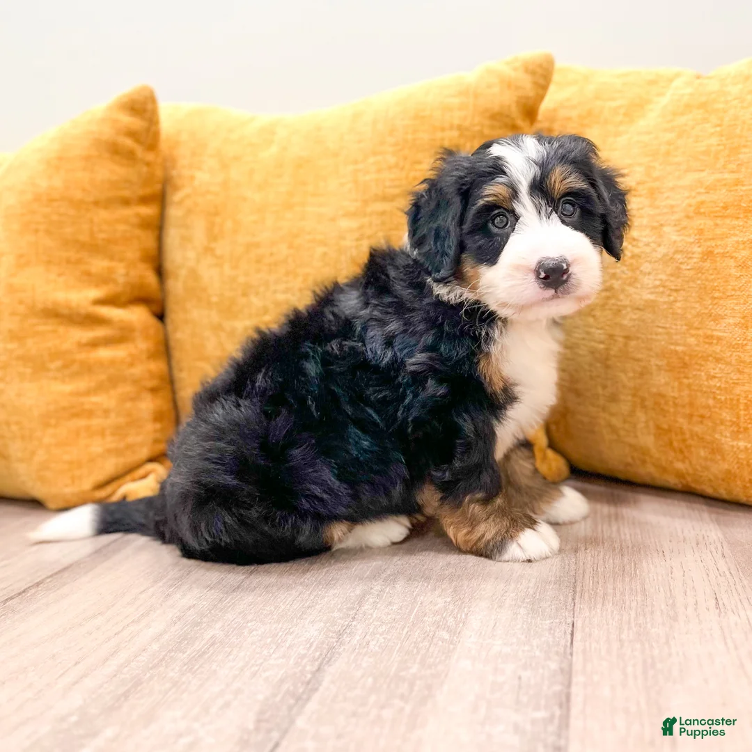 Mini Bernedoodle dogs for sale: King - Ad 2