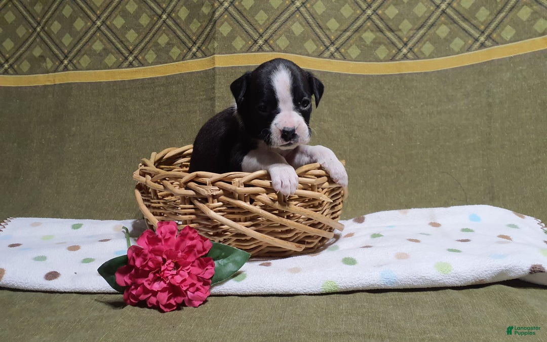 Boxer dogs for sale: Lucy  - Ad 2