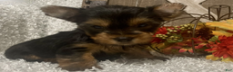 Yorkshire Terrier dogs for sale: Lucy - Ad 3