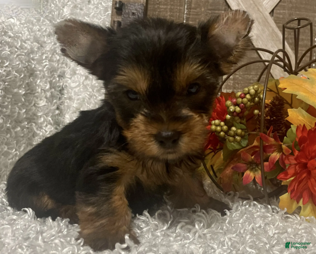 Yorkshire Terrier dogs for sale: Lucy - Ad 3