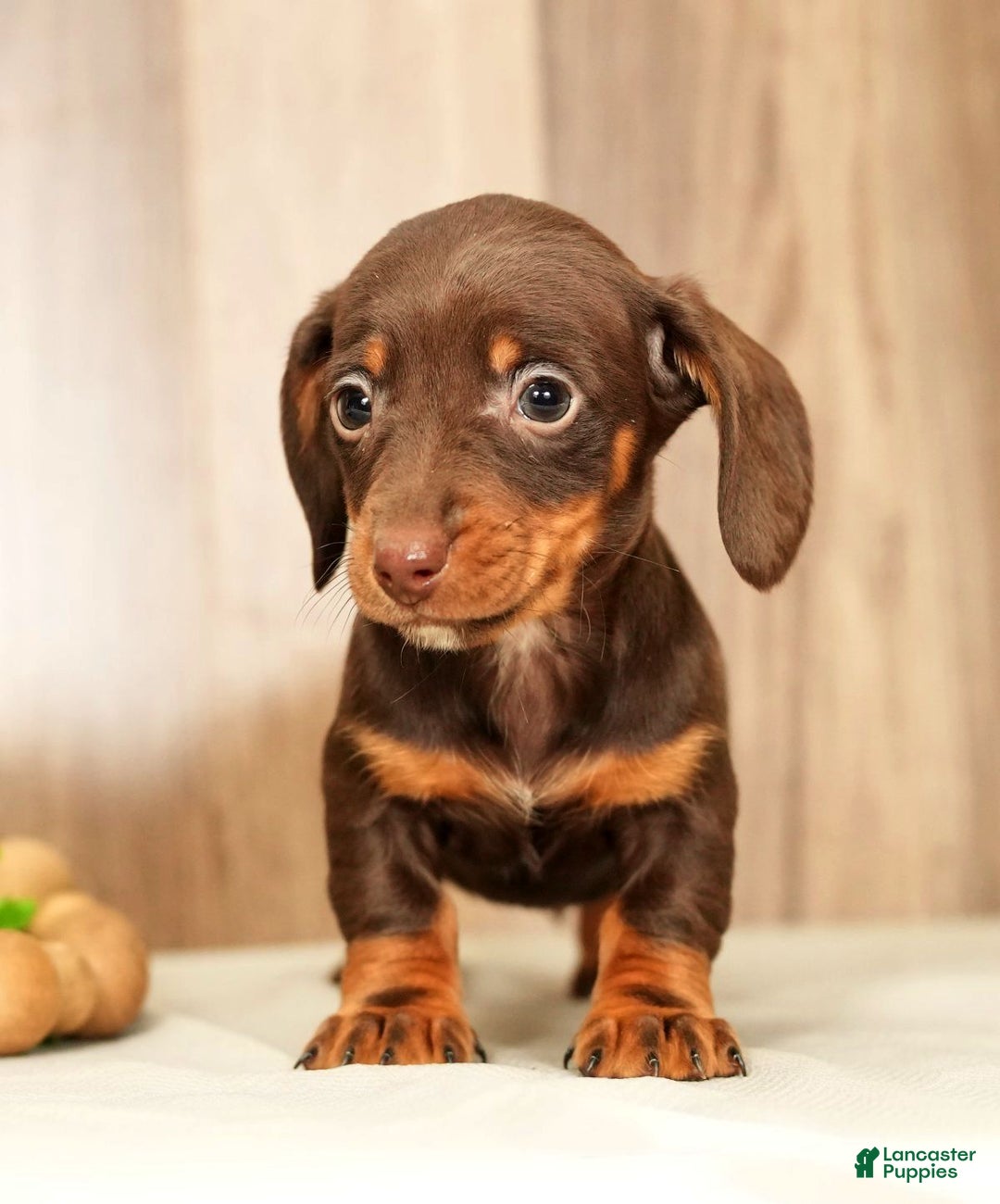 Miniature Dachshund dogs for sale: Mia - Ad 6