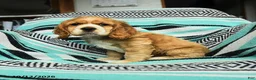 Cocker Spaniel dogs for sale: Crandle - Ad 3