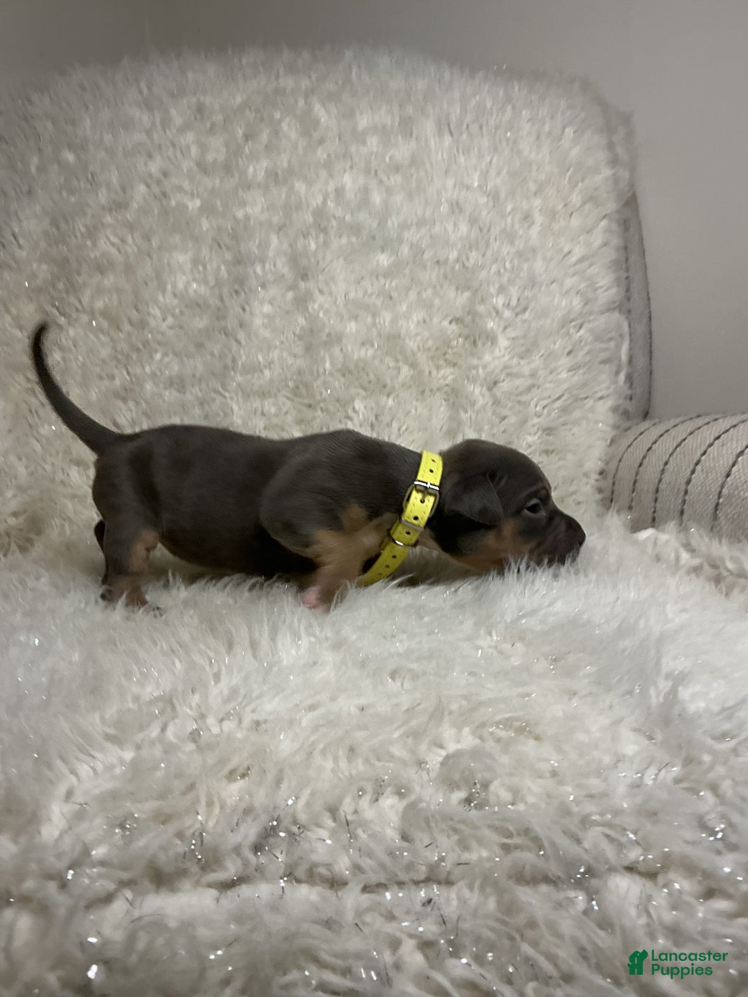 American Bully dogs for sale: Ms.Neon - Ad 7