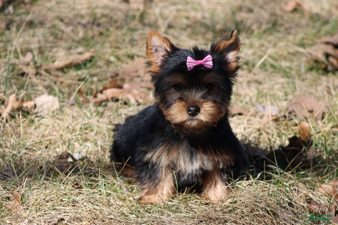Yorkshire Terrier dogs for sale: Sassy Sarah  - Ad 3