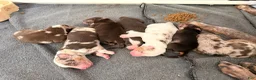 Mixed Breed dogs for sale: Mixed Breed Puppy 4 - Ad 4