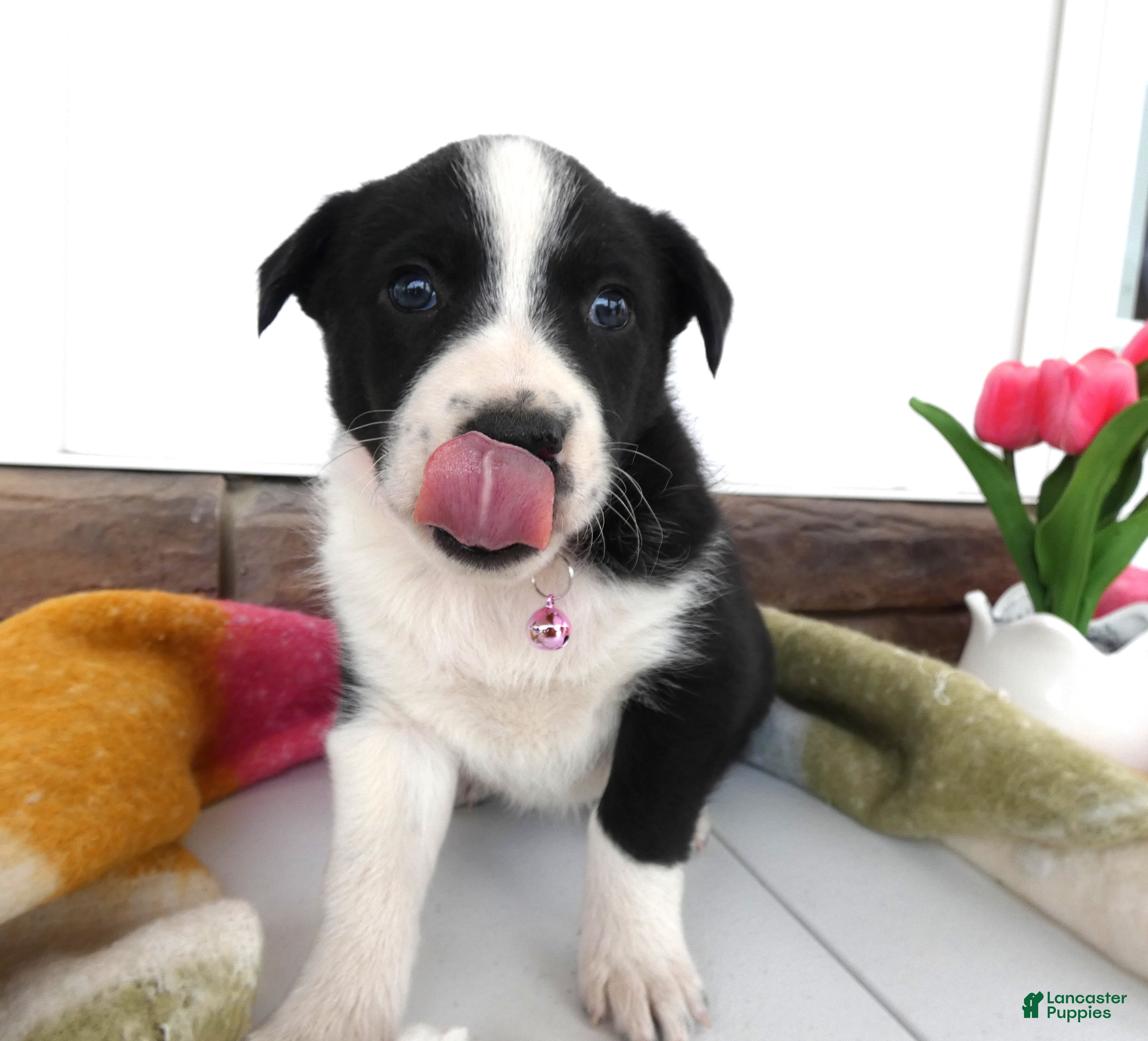 Border Collie dogs Border Collie Puppy 5 Molly - Ad 7