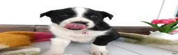Border Collie dogs for sale: Border Collie Puppy 5 Molly - Ad 1