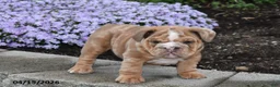English Bulldog dogs for sale: Diesel - Ad 5