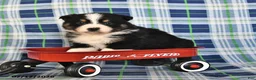 Australian Shepherd dogs for sale: Marigold - Ad 4