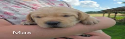 Labrador Retriever dogs for sale: Max -AKC - Ad 3