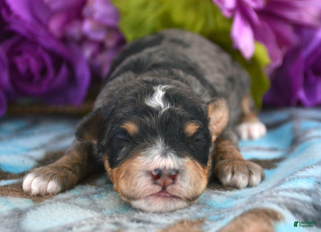 Mini Bernedoodle dogs for sale: Micro Bernedoodle Puppy 4 Buddy - Ad 2