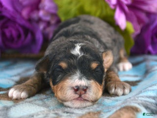 Mini Bernedoodle dogs Micro Bernedoodle Puppy 4 Buddy - Ad 22