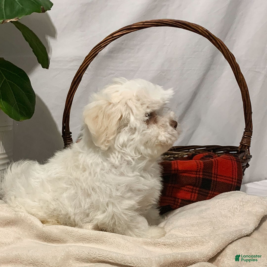 Havanese dogs for sale: Ollie - Ad 3