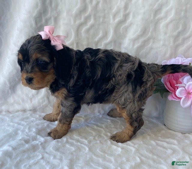 Cavapoo dogs for sale: Nova- blue merle - Ad 4