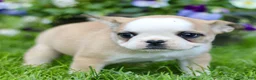 French Bulldog dogs for sale: Raine  - Ad 3