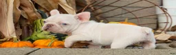 French Bulldog dogs for sale:  Rosa💖 - Ad 6