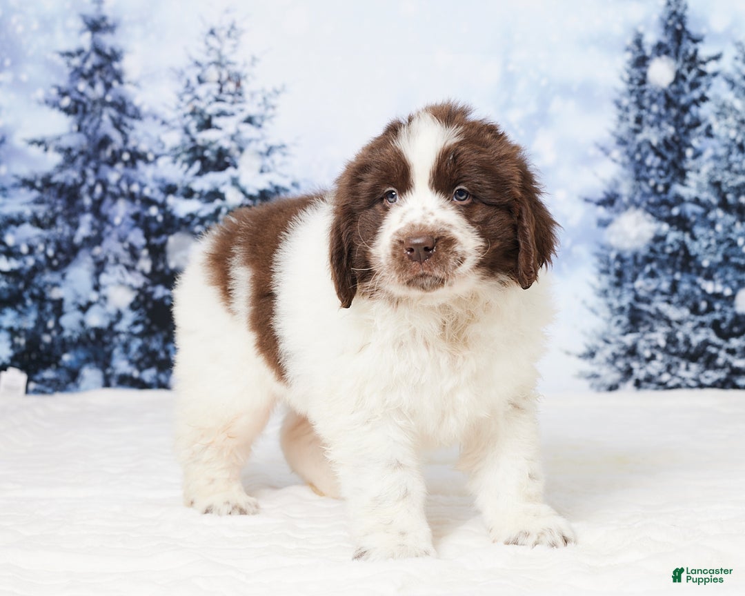 Newfoundland dogs for sale: Charlie - Ad 5