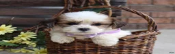 Teddy Bear dogs for sale: Lily - Ad 6