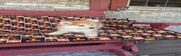 Pomsky dogs for sale: Ryder - Ad 3
