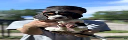 Beagle dogs for sale: Toby  - Ad 4