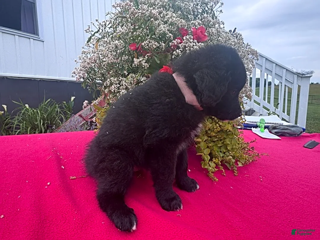 Mixed Breed dogs for sale: Rosa  - Ad 4