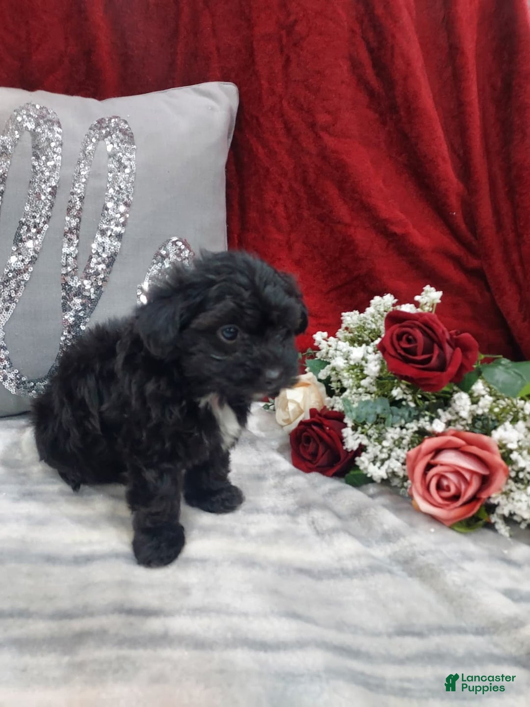 Mixed Breed dogs for sale: Ruby - Ad 10