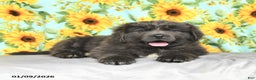 Newfoundland dogs for sale: Rolo - Ad 4