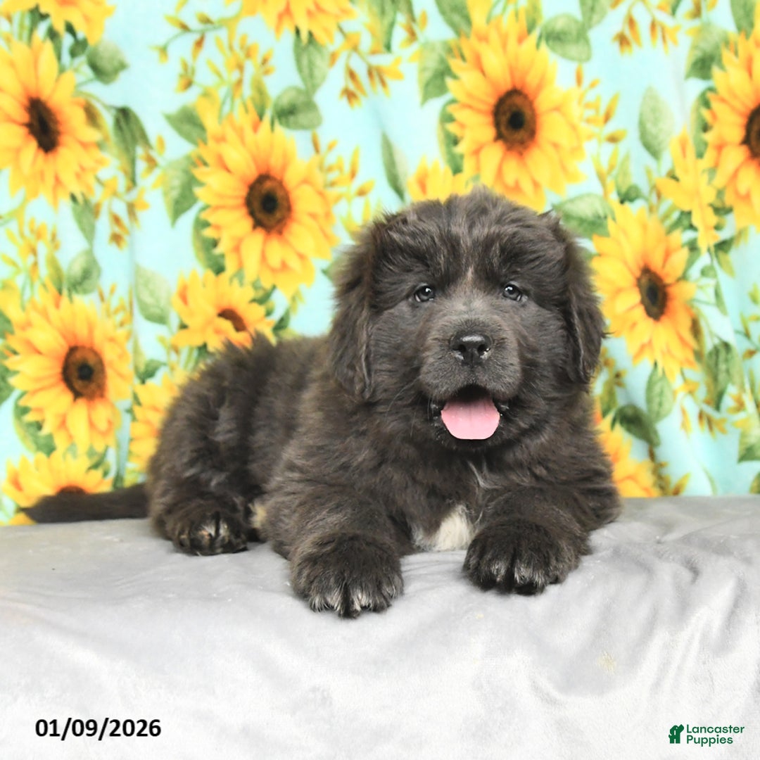 Newfoundland dogs for sale: Rolo - Ad 4