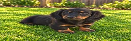 Miniature Dachshund dogs for sale: Benson - Ad 3