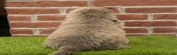 Newfoundland dogs for sale: Buster - Ad 5