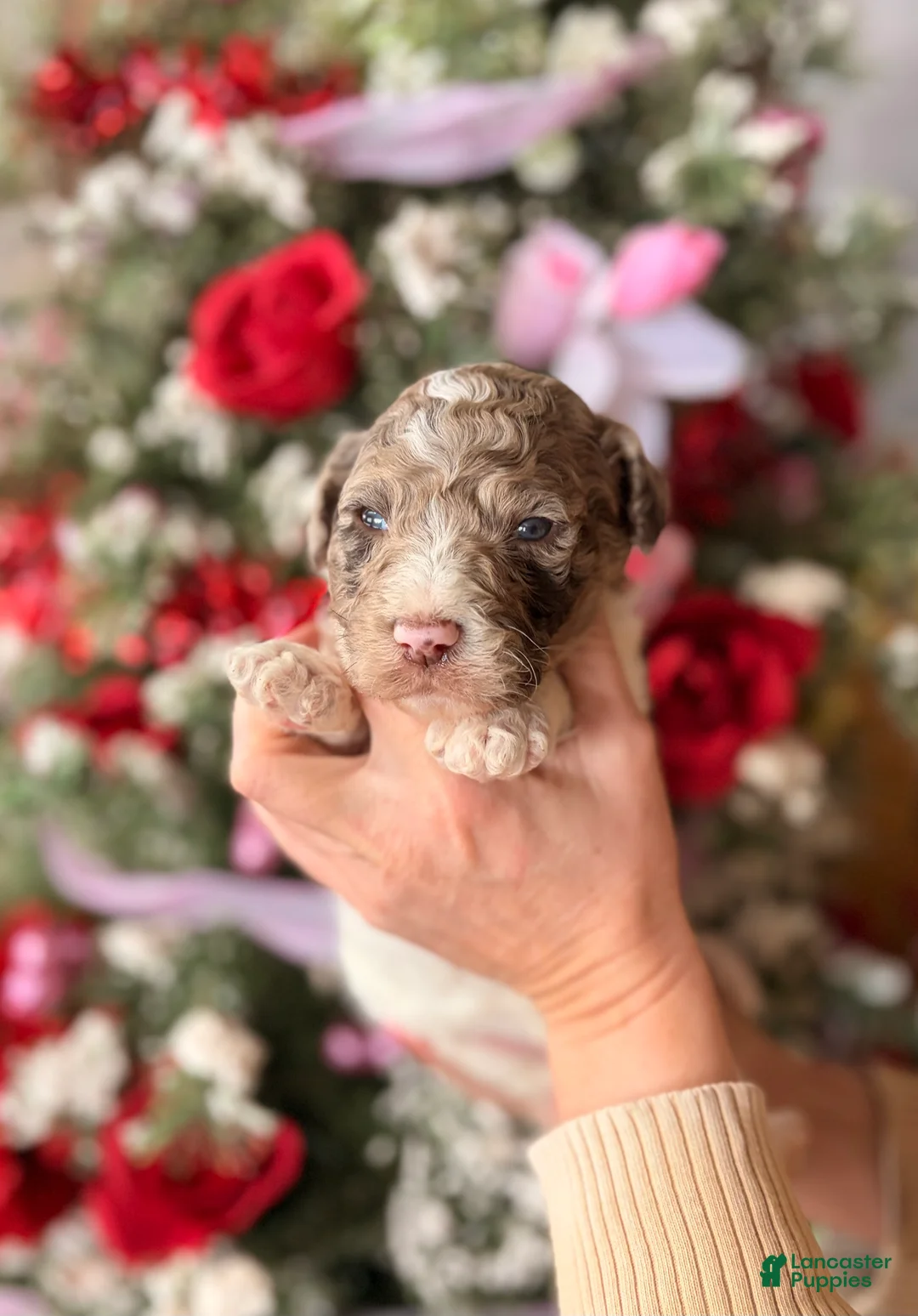 Goldendoodle dogs for sale: Goldendoodle Puppy 3 - Ad 1