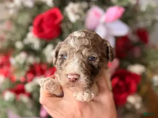 Goldendoodle dogs Goldendoodle Puppy 3 - Ad 12