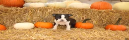 Boston Terrier dogs for sale: Jared - Ad 6