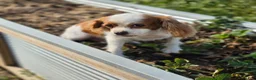 Cavalier King Charles Spaniel dogs for sale: Cavalier King Charles Spaniel 2 - Ad 10