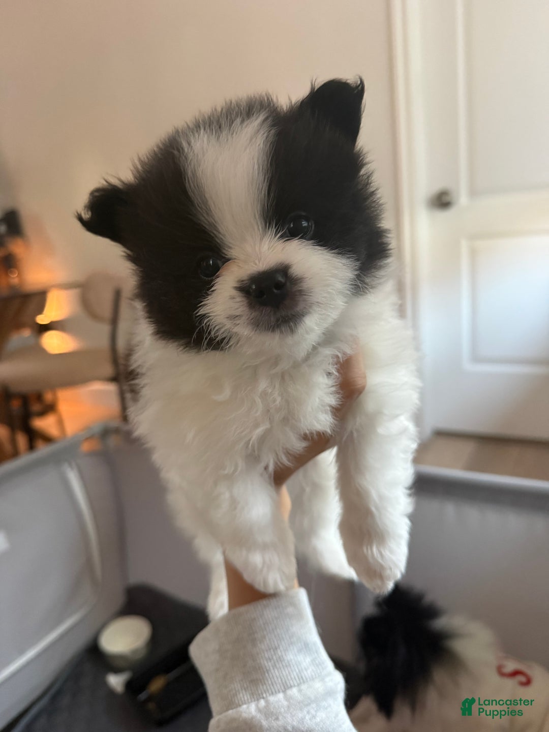 Pomeranian dogs for sale: Pomeranian Puppy 3 - Ad 4