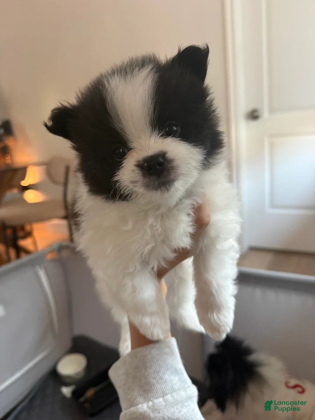 Pomeranian dogs for sale: Pomeranian Puppy 3 - Ad 4