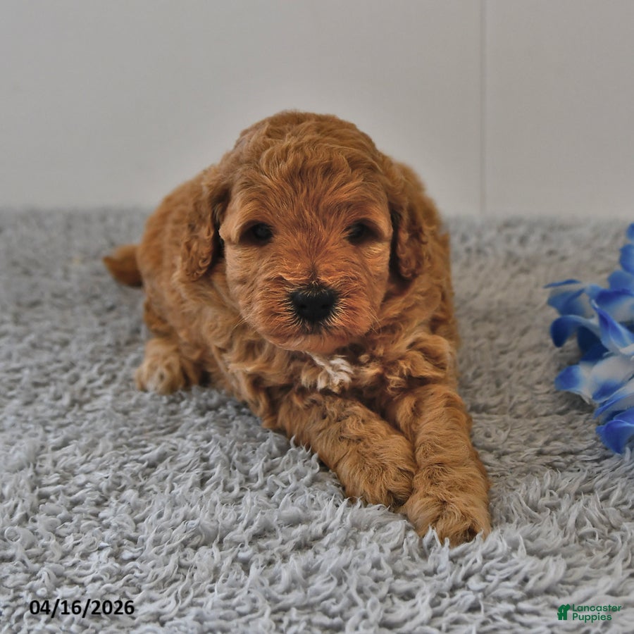 Mini Goldendoodle dogs Simon - Ad 1