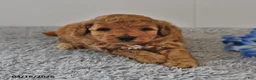 Mini Goldendoodle dogs for sale: Simon - Ad 7