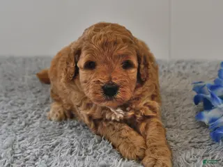 Mini Goldendoodle dogs for sale: Simon - Ad 3