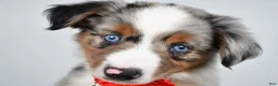Miniature Australian Shepherd dogs for sale: Marshall - Ad 8