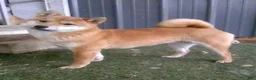 Shiba Inu dogs for sale: Logan - Ad 6