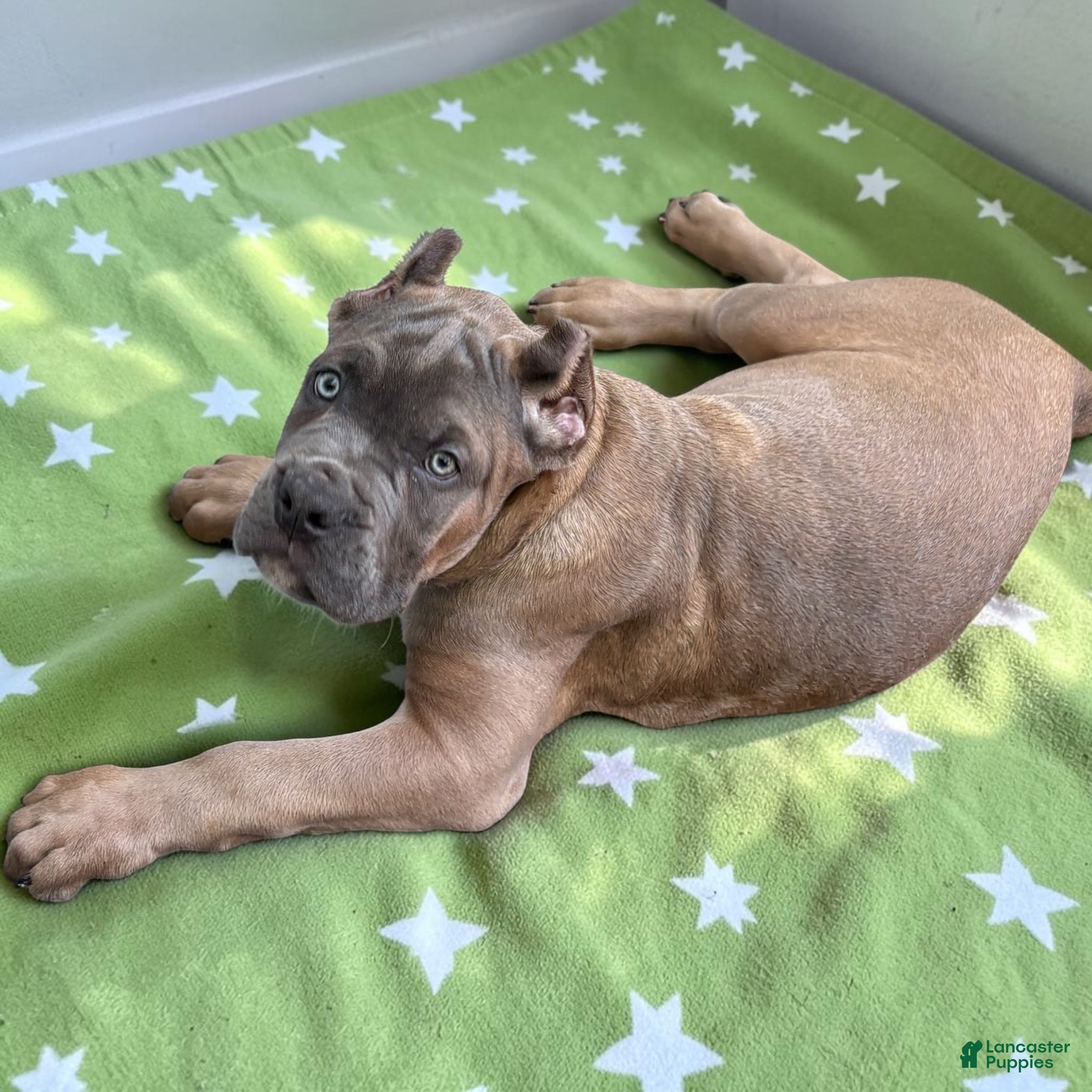 Cane Corso dogs Lime Green - Ad 23