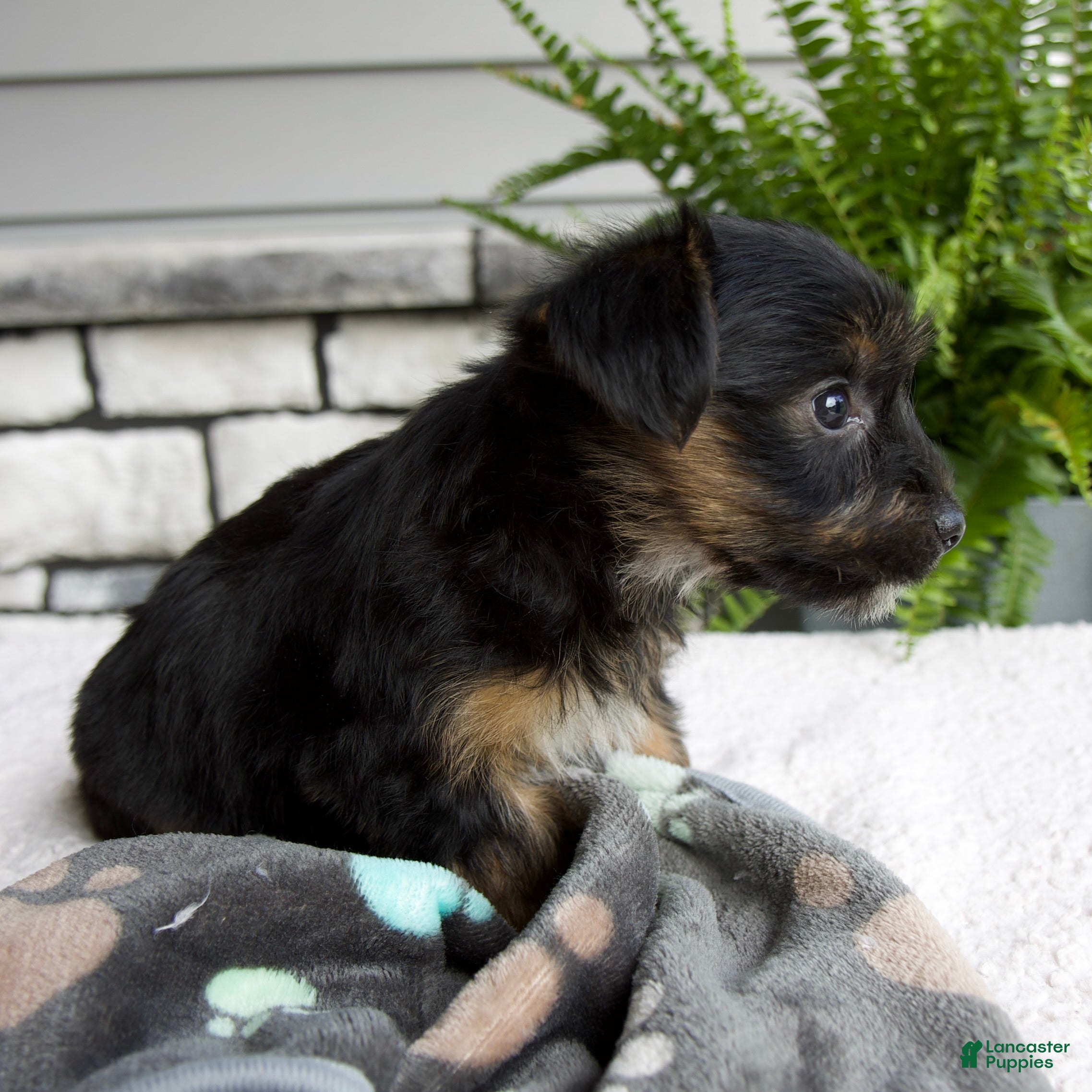 Morkie dogs William - Ad 2
