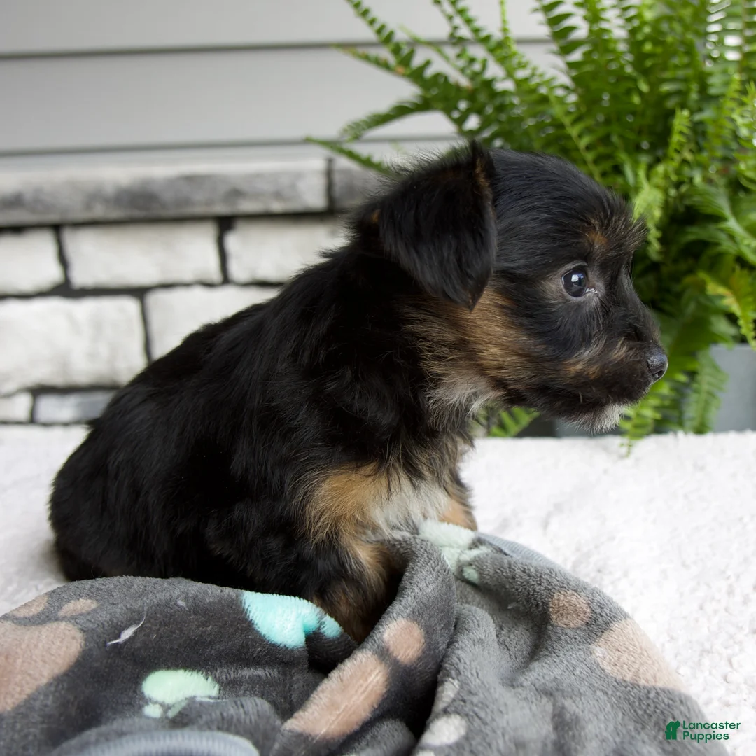 Morkie dogs for sale: William - Ad 2