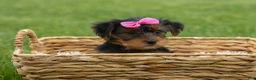 Yorkshire Terrier dogs for sale:  Betsy 🐶 - Ad 5