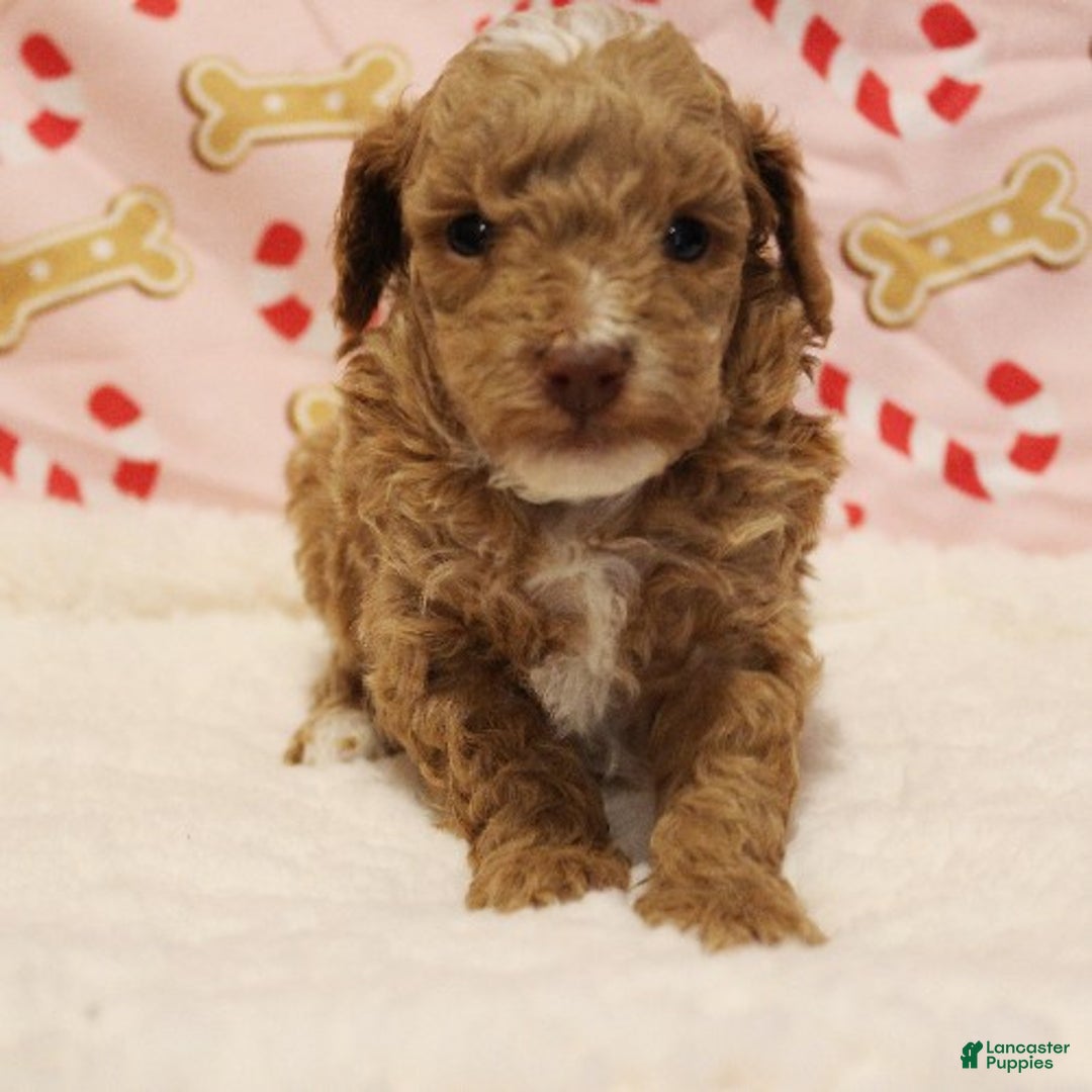 Toy Poodle dogs for sale: Star - Ad 3