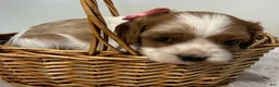 Cavalier King Charles Spaniel dogs for sale: Mandy Cavalier King Charles Spaniel  - Ad 2